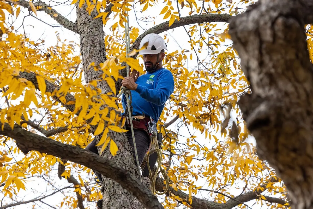 Skilled Tree Planing crew working in Schiller Park